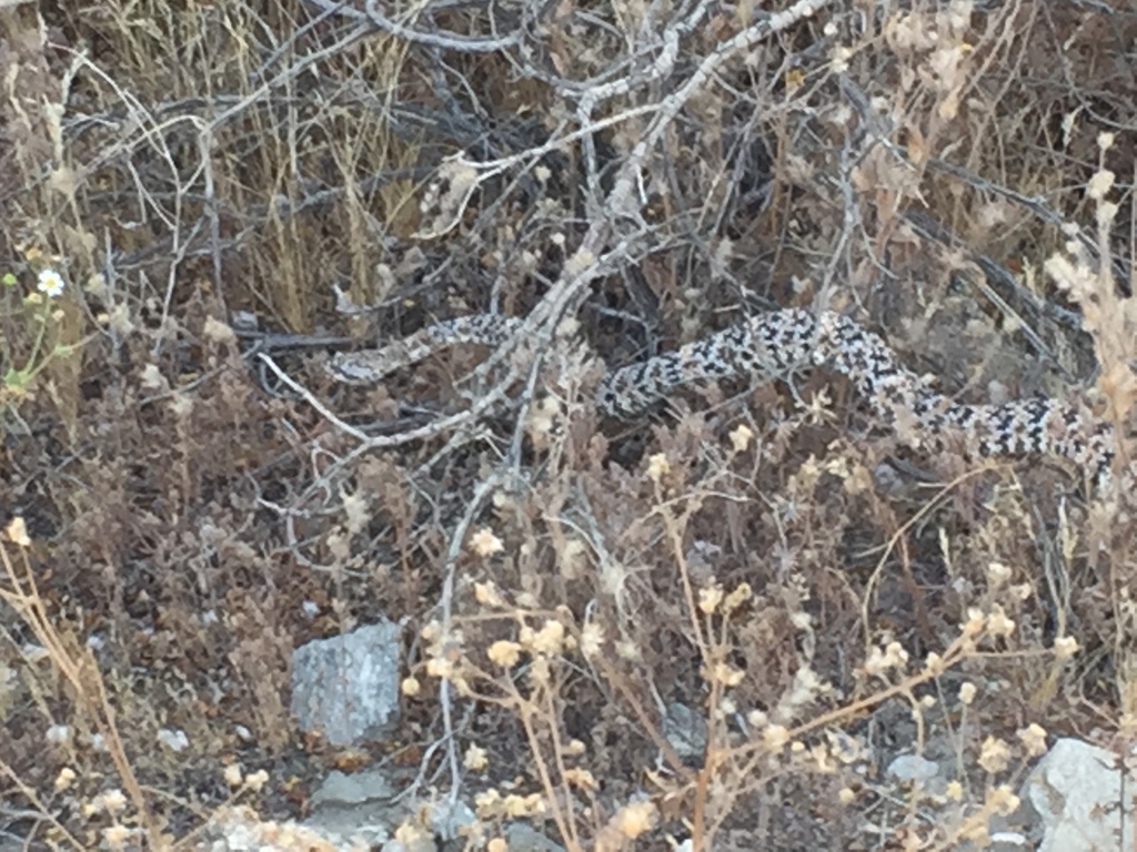 Southwestern Speckled Rattlesnake from 92260, Palm Desert, CA, US on ...