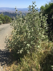 Malacothamnus fremontii