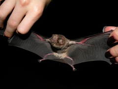 Mormoops megalophylla