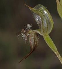 Pterostylis setifera