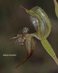 Pterostylis setifera