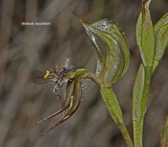 Pterostylis setifera