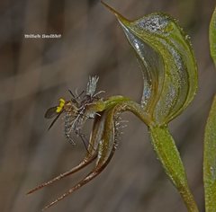 Pterostylis setifera
