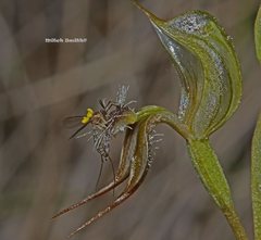 Pterostylis setifera