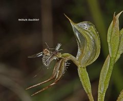 Pterostylis setifera