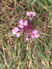 Castilleja densiflora