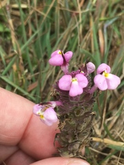 Castilleja densiflora