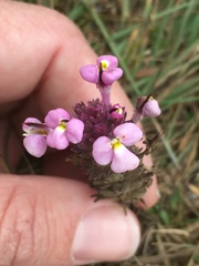 Castilleja densiflora