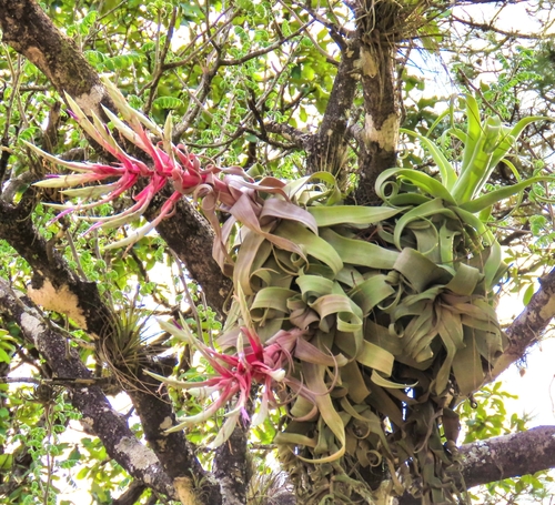 Tillandsia streptophylla, photograph 2