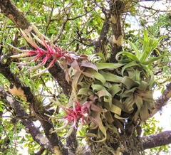 Tillandsia streptophylla, photograph Sobeida Morales, CC0, iNaturalist via GBIF