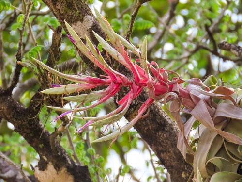 Tillandsia streptophylla, photograph 3
