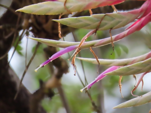 Tillandsia streptophylla, photograph 4
