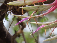 Tillandsia streptophylla, photograph Sobeida Morales, CC0, iNaturalist via GBIF