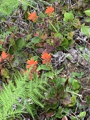 Castilleja litoralis