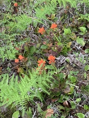Castilleja litoralis