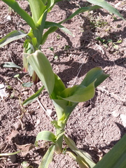 Zea mays mays