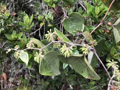 Smilax tomentosa