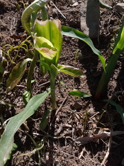 Zea mays mays