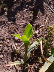 Zea mays mays