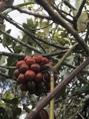 Smilax tomentosa