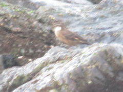 Cinclodes nigrofumosus