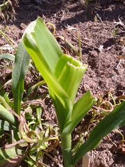 Zea mays mays