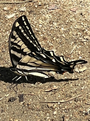 iNaturalist observation photo of Pale Swallowtail
