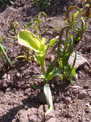 Zea mays mays