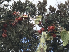 Smilax tomentosa
