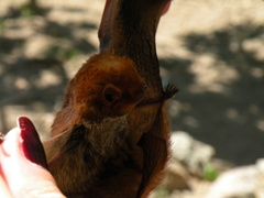 Lasiurus blossevillii