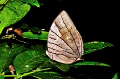 Amathuxidia amythaon
