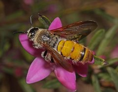 Laevicampsomeris formosa