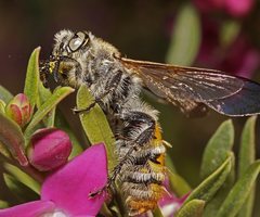 Laevicampsomeris formosa