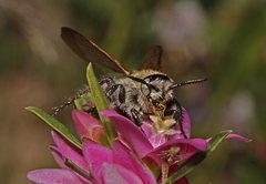 Laevicampsomeris formosa