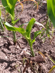 Zea mays mays