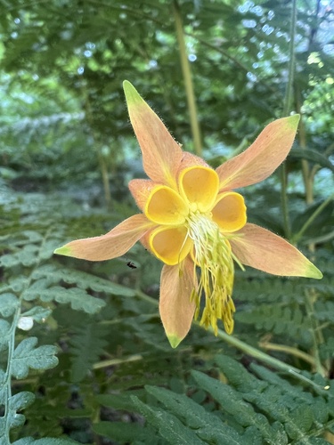 iNaturalist observation photo of western columbine