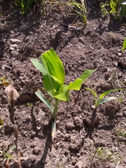 Zea mays mays