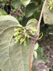 Smilax tomentosa