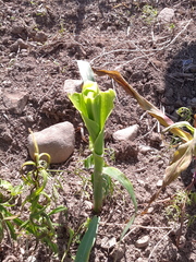 Zea mays mays