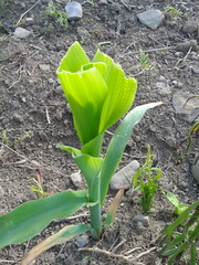Zea mays mays