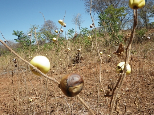 Solanum palinacanthum