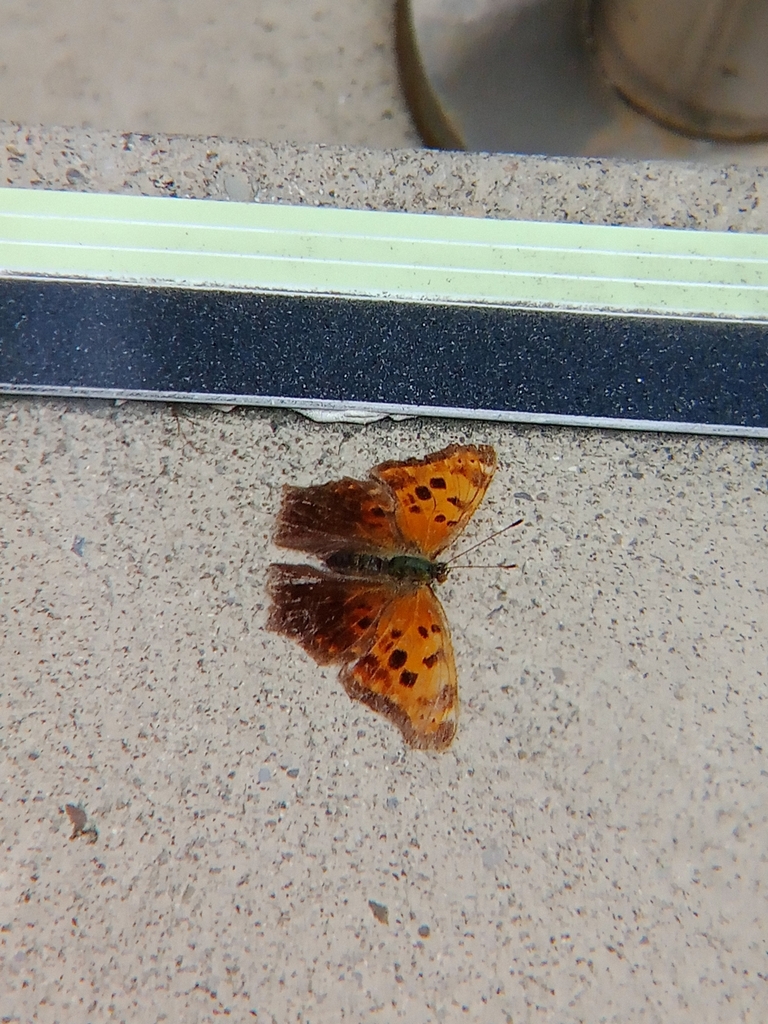 Eastern Comma from Toronto, ON M4M 2B5, Canada on July 17, 2024 at 04: ...