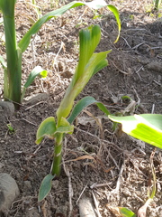 Zea mays mays