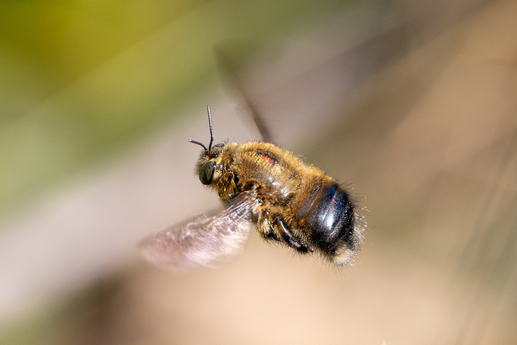 Xylocopa nogueirai