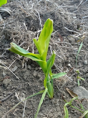 Zea mays mays