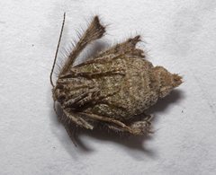 Zermizinga sinuata