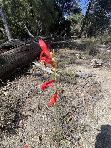iNaturalist observation photo of San Gabriel beardtongue