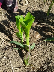 Zea mays mays