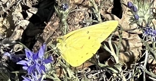 iNaturalist observation photo of Orange Sulphur