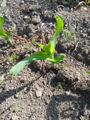 Zea mays mays